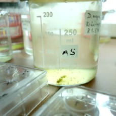 zooplankton cultures1a
